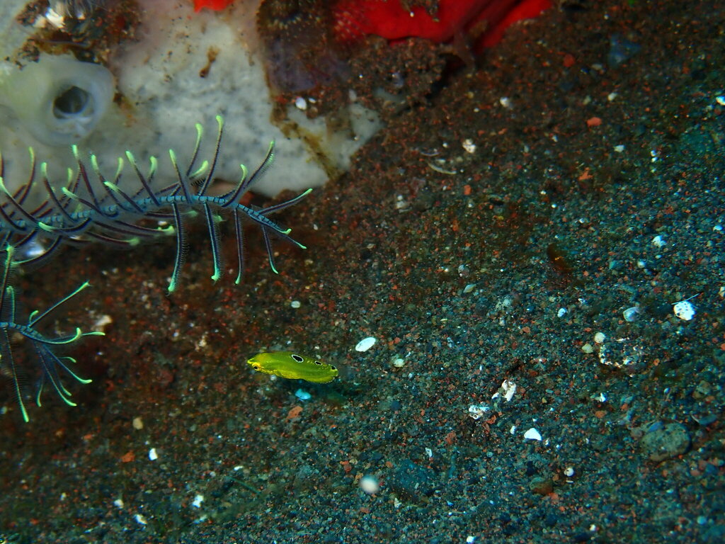 Canary Wrasse
