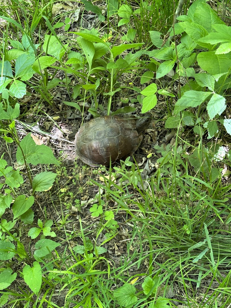 Common Box Turtle in May 2023 by brett_doherty · iNaturalist