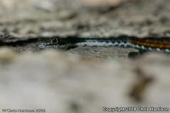 Masticophis taeniatus girardi