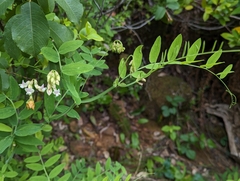 Lathyrus delnorticus, photograph (c) David Anderson, some rights reserved (CC BY)