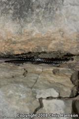 Masticophis taeniatus girardi