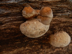 Phellinus pomaceoides
