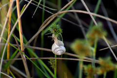 Praticolella berlandieriana