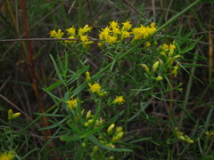 Euthamia gymnospermoides