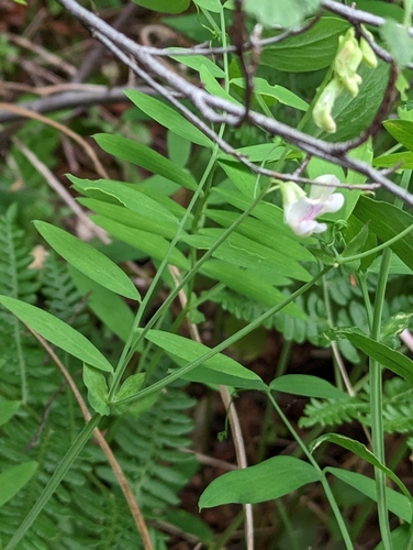 Lathyrus delnorticus, photograph 5