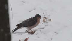 Accipiter nisus