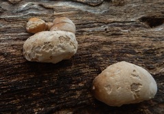 Phellinus pomaceoides