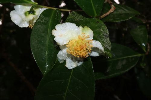 Image of Camellia sinensis by (c) Thomas Mesaglio, some rights reserved (CC BY)