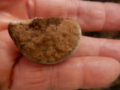 Phellinus pomaceoides