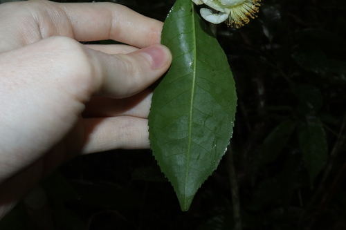 Image of Camellia sinensis by (c) Thomas Mesaglio, some rights reserved (CC BY)