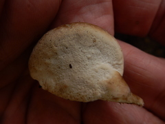 Phellinus pomaceoides