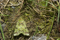 Diphtherocome autumnalis