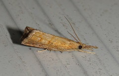 Neodactria luteolellus