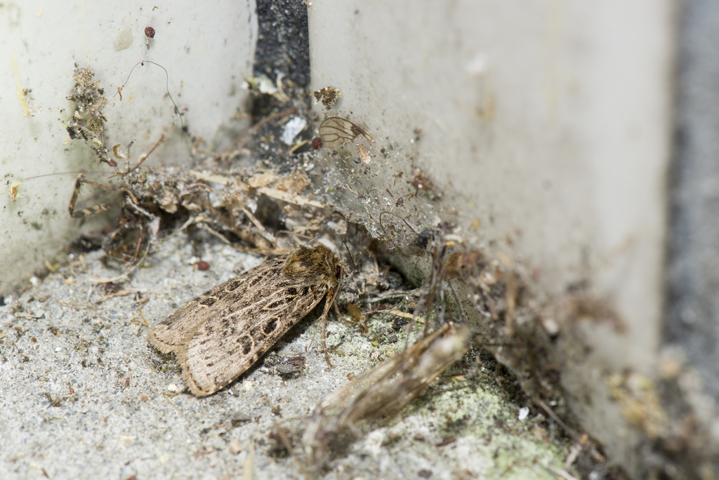Hermonassa hemicyclia