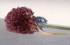 Allium atroviolaceum