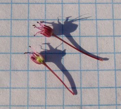 Allium atroviolaceum