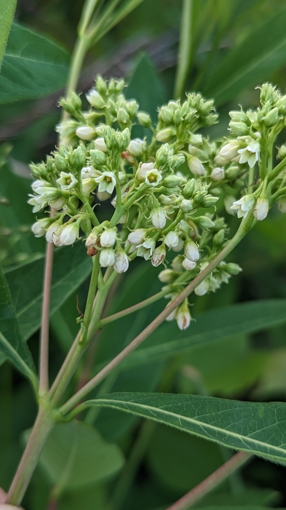 hemp dogbane from Takoma Park, MD 20912, USA on May