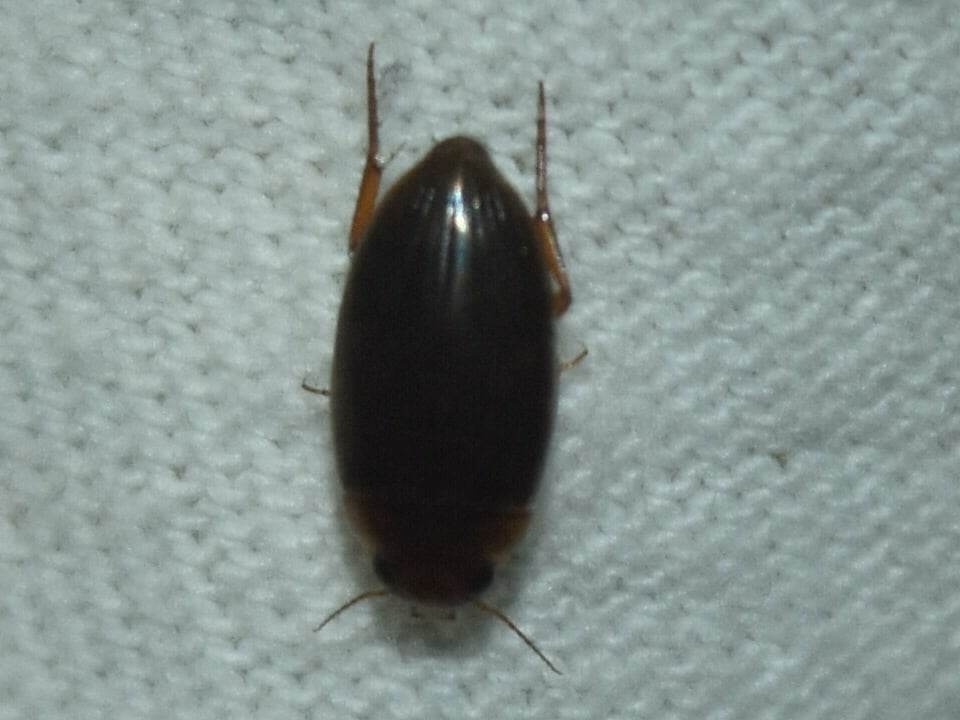 Copelatus in May 2023 by Chris Bentley · iNaturalist