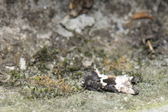 Phlogophora albovittata