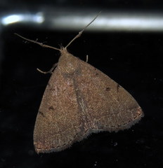 Zanclognatha protumnusalis