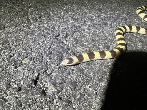 iNaturalist observation photo of Mojave Shovelnose Snake