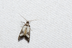 Commatarcha