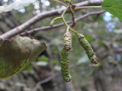 Alnus orientalis