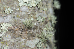 Alcis taiwanovariegata