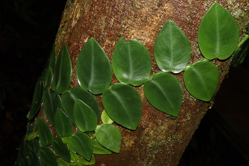 Image of Rhaphidophora hayi by (c) Thomas Mesaglio, some rights reserved (CC BY)