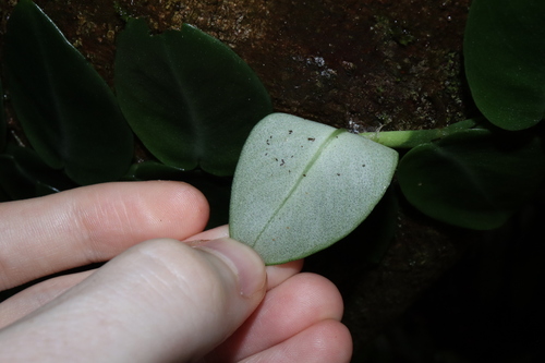 Image of Rhaphidophora hayi by (c) Thomas Mesaglio, some rights reserved (CC BY)