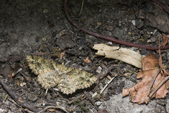 Paradarisa comparataria