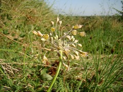 Allium flavum tauricum