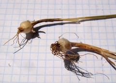 Allium flavum tauricum