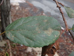 Alnus orientalis