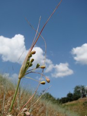Allium flavum tauricum