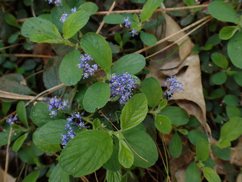 Lemmon's ceanothus (Ceanothus lemmonii)