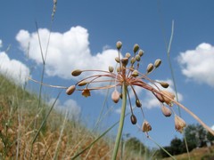Allium flavum tauricum