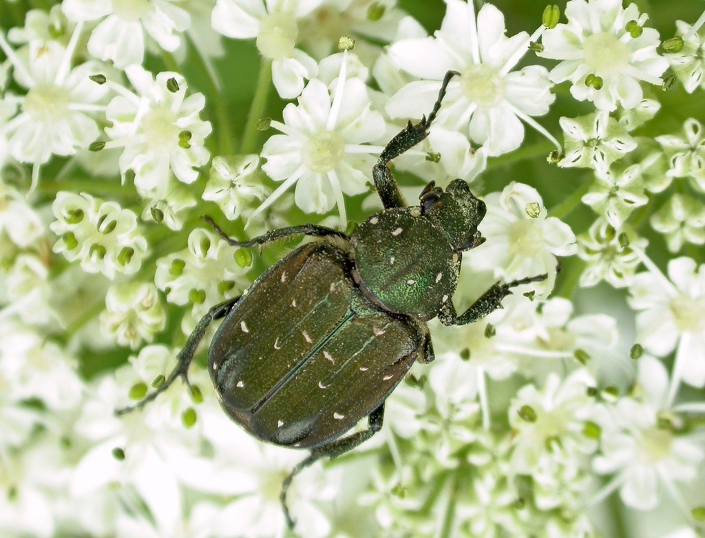 Gnorimus subopacus