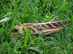 Ornithacris pictula