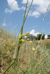 Allium flavum tauricum