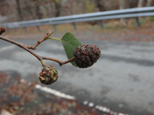 Image of Alnus orientalis by (c) Daniel Cahen, some rights reserved (CC BY)