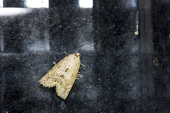 Epipsestis bilineata