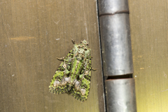 Euplexidia pallidivirens