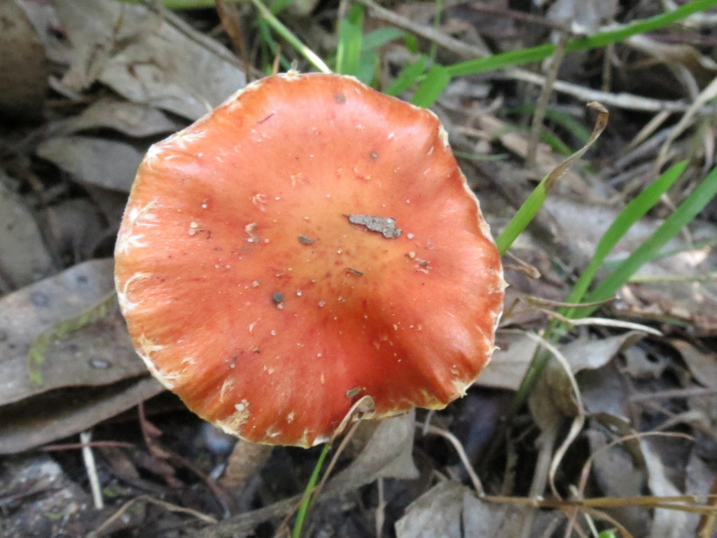 Chip Cherries from Ulladulla NSW 2539, Australia on May 30, 2023 at 01