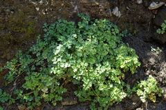 Apium prostratum filiforme