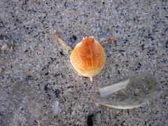 Persephona aquilonaris