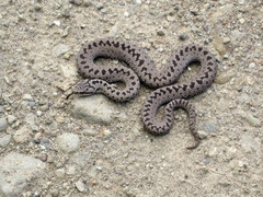 Vipera berus sachalinensis