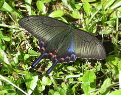 Papilio dehaanii