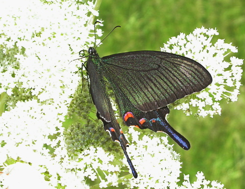 Japanese Peacock Swallowtail