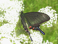 Papilio dehaanii